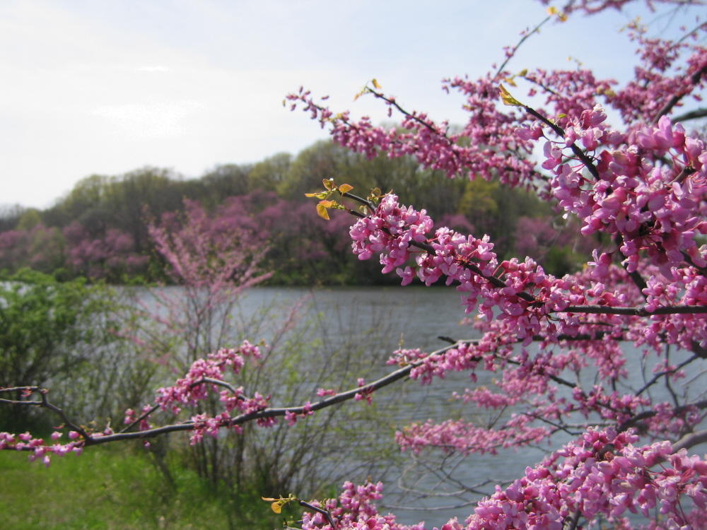 the redbud adds color and beauty